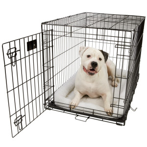 dog-in-crate.jpg